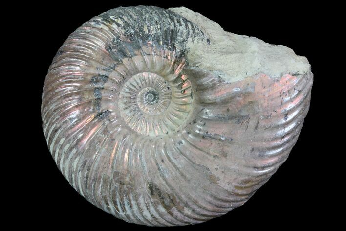 Iridescent Ammonite (Quenstedticeras) Fossil With Pyrite #78491